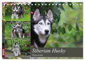 Siberian Husky - Welpenstube (Tischkalender 2025 DIN A5 quer), CALVENDO Monatskalender