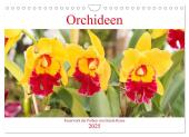 Orchideen Feuerwerk der Farben (Wandkalender 2025 DIN A4 quer), CALVENDO Monatskalender