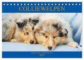 Colliewelpen - kleine Collies erobern die Welt (Tischkalender 2025 DIN A5 quer), CALVENDO Monatskalender