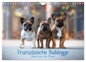 Französische Bulldogge - Clowns auf vier Pfoten (Wandkalender 2025 DIN A4 quer), CALVENDO Monatskalender