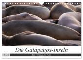 Galapagos-Inseln - Ein Paradies für Tiere (Wandkalender 2025 DIN A4 quer), CALVENDO Monatskalender