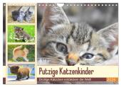 Putzige Katzenkinder. Drollige Kätzchen entdecken die Welt! (Wandkalender 2025 DIN A4 quer), CALVENDO Monatskalender