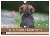 Ein Dackelkind blickt zurück (Wandkalender 2025 DIN A4 quer), CALVENDO Monatskalender