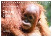 Die letzten freilebenden Orang Utans (Tischkalender 2025 DIN A5 quer), CALVENDO Monatskalender