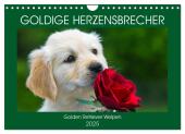 Goldige Herzensbrecher - Golden Retriever Welpen (Wandkalender 2025 DIN A4 quer), CALVENDO Monatskalender