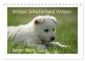 Weisse Schäferhund Welpen - Berger Blanc Suisse (Tischkalender 2025 DIN A5 quer), CALVENDO Monatskalender