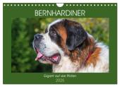 Bernhardiner - Gigant auf vier Pfoten (Wandkalender 2025 DIN A4 quer), CALVENDO Monatskalender