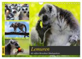 Lemuren die süßen Bewohner Madagaskars (Wandkalender 2025 DIN A4 quer), CALVENDO Monatskalender