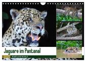 Jaguare im Pantanal (Wandkalender 2025 DIN A4 quer), CALVENDO Monatskalender