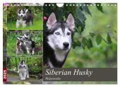 Siberian Husky - Welpenstube (Wandkalender 2025 DIN A4 quer), CALVENDO Monatskalender