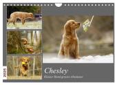 Chesley Kleiner Hund Grosses Abenteuer (Wandkalender 2025 DIN A4 quer), CALVENDO Monatskalender