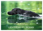 Labradore im Wasser (Wandkalender 2025 DIN A4 quer), CALVENDO Monatskalender