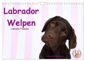 Labrador Welpen - Labrador Puppies (Wandkalender 2025 DIN A4 quer), CALVENDO Monatskalender