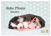 Baby Pfoten (Wandkalender 2025 DIN A4 quer), CALVENDO Monatskalender