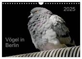 Vögel in Berlin (Wandkalender 2025 DIN A4 quer), CALVENDO Monatskalender
