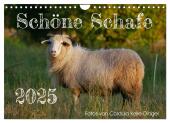Schöne Schafe (Wandkalender 2025 DIN A4 quer), CALVENDO Monatskalender