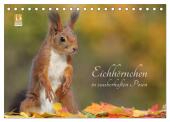 Eichhörnchen in zauberhaften Posen (Tischkalender 2025 DIN A5 quer), CALVENDO Monatskalender