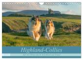 Highland-Collies - Auf vier Pfoten durch Schottland und Irland (Wandkalender 2025 DIN A4 quer), CALVENDO Monatskalender