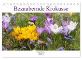 Bezaubernde Krokusse (Tischkalender 2025 DIN A5 quer), CALVENDO Monatskalender