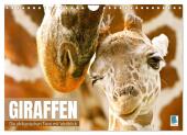 Giraffen: die afrikanischen Tiere mit Weitblick (Wandkalender 2025 DIN A4 quer), CALVENDO Monatskalender