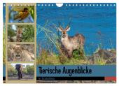 Tierische Augenblicke in Südafrika (Wandkalender 2025 DIN A4 quer), CALVENDO Monatskalender