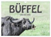 Büffel - wild und schön (Wandkalender 2025 DIN A4 quer), CALVENDO Monatskalender