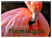 Flamingos - elegante Schönheiten (Wandkalender 2025 DIN A4 quer), CALVENDO Monatskalender