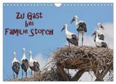 Zu Gast bei Familie Storch (Wandkalender 2025 DIN A4 quer), CALVENDO Monatskalender