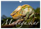 Tierisches Madagaskar (Wandkalender 2025 DIN A4 quer), CALVENDO Monatskalender