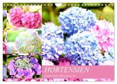 Hortensien. Zauberhafte Blütenpracht (Wandkalender 2025 DIN A4 quer), CALVENDO Monatskalender