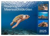 Begegnung mit Meeresschildkröten (Wandkalender 2025 DIN A4 quer), CALVENDO Monatskalender
