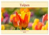 Tulpen - Feuerwerk der Farben (Wandkalender 2025 DIN A4 quer), CALVENDO Monatskalender