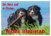 Ein Herz auf 4 Pfoten - Berner Sennenhund (Tischkalender 2025 DIN A5 quer), CALVENDO Monatskalender