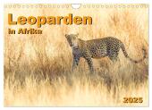 Leoparden in Afrika (Wandkalender 2025 DIN A4 quer), CALVENDO Monatskalender