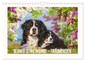 Berner Sennenhunde - Träumereien (Wandkalender 2025 DIN A4 quer), CALVENDO Monatskalender