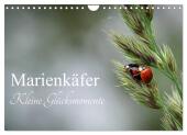 Marienkäfer - kleine Glücksmomente (Wandkalender 2025 DIN A4 quer), CALVENDO Monatskalender