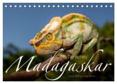 Tierisches Madagaskar (Tischkalender 2025 DIN A5 quer), CALVENDO Monatskalender