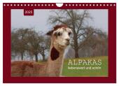 Alpakas - liebenswert und schön (Wandkalender 2025 DIN A4 quer), CALVENDO Monatskalender