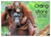 Orang Utans: Zu Besuch im Regenwald (Tischkalender 2025 DIN A5 quer), CALVENDO Monatskalender