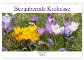 Bezaubernde Krokusse (Wandkalender 2025 DIN A4 quer), CALVENDO Monatskalender