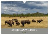 American Wildlife (Wandkalender 2025 DIN A4 quer), CALVENDO Monatskalender