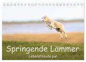 Springende Lämmer: Lebensfreude pur (Tischkalender 2025 DIN A5 quer), CALVENDO Monatskalender
