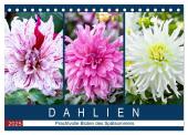 Dahlien - Prachtvolle Blüten des Spätsommers (Tischkalender 2025 DIN A5 quer), CALVENDO Monatskalender
