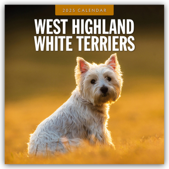 West Highland White Terriers - West Highland White Terrier - Westie 2025 - 16-Monatskalender