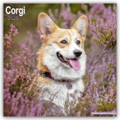 Welsh Corgi 2025 - 16-Monatskalender