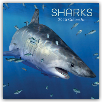 Sharks - Haie 2025 - 16-Monatskalender