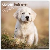 Golden Retriever Puppies - Golden Retriever-Welpen 2025 - 16-Monatskalender