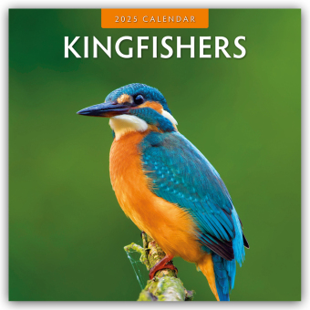 Kingfishers - Eisvögel 2025 - 16-Monatskalender