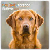Fox Red Labrador Retriever - Fuchsroter Labrador 2025 Retriever - 16-Monatskalender