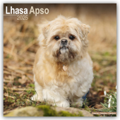 Lhasa Apso - Lhasaterrier 2025 - 16-Monatskalender